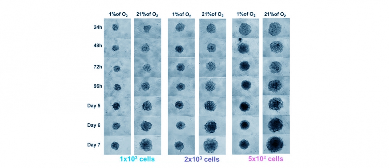 hodowle komórkowe w modelu 3D